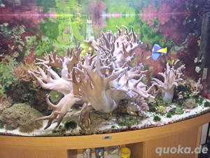 Auflösung Meerwasseraquarium  Bild 4