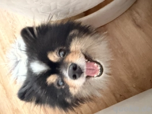 Pomeranian Zwergspitz