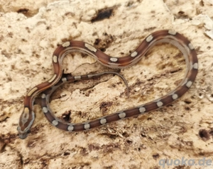 wunderschönes Kornnatterbaby Weibchen Toffee Motley abzugeben 