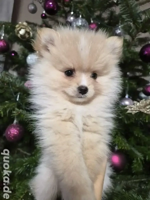 Pomeranian Welpen Teddy Champagne Creme Farbe