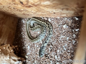 Strumpfbandnatter inkl. Terrarium und Zubehör abzugeben 