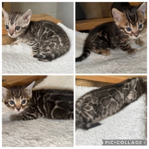 Bengal kitten Silber oder Braun Nur Mädchen Mit Stammbaum 