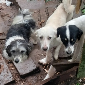 Perry - schenkst du ihm ein liebevolles Zuhause? Bild 2