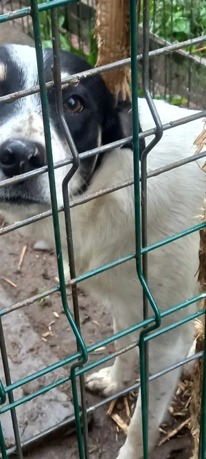 Perry - schenkst du ihm ein liebevolles Zuhause? Bild 9