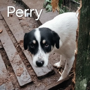 Perry - schenkst du ihm ein liebevolles Zuhause? Bild 3