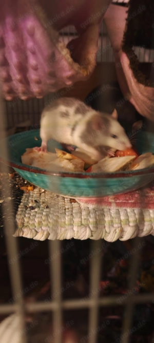 Farbratten Ratten Babyratten 