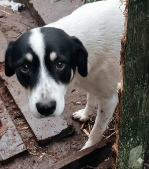 Perry - schenkst du ihm ein liebevolles Zuhause?