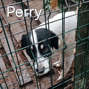 Perry - schenkst du ihm ein liebevolles Zuhause? Bild 10