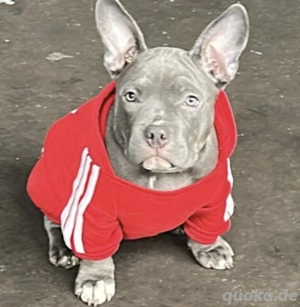 Amerikan Bully Welpen zu verkaufen