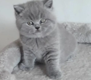 BKH Katzen abzugeben