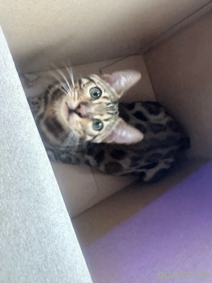 suche junge katze   kitten 