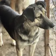 Malia K ca. 47 cm   Möchte kein graues Mäuschen sein [auf Pflegestelle in 44329 Dortmund]