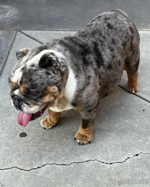 Englische Bulldogge Welpe