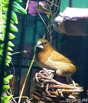 Gebe 11 Jap. Mövchen ab 