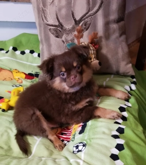  Pomchis   Pomeranian x Chihuahua  Welpen  in außergewöhnlichen Farben 