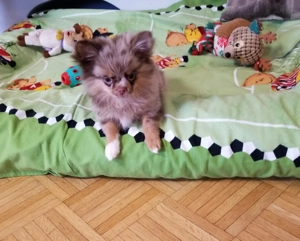  Pomchis   Pomeranian x Chihuahua  Welpen  in außergewöhnlichen Farben 
