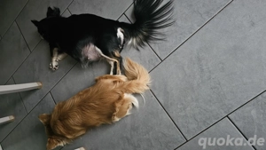 Süsse Chihuahua Welpen 