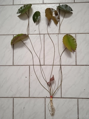 Roter Tigerlotus (Nymphaea lotus rubra) ca. 60 cm