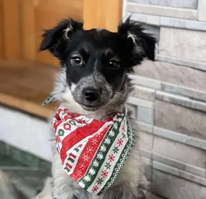 SADIE - Traumzuhause gesucht (wartet in Rumänien)