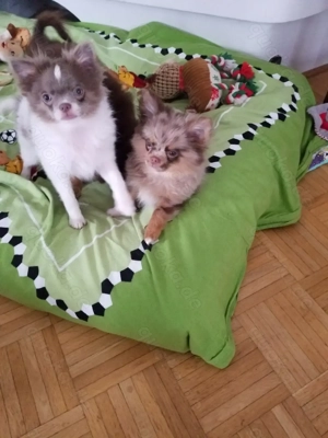  Pomchis   Pomeranian x Chihuahua  Welpen  in außergewöhnlichen Farben 