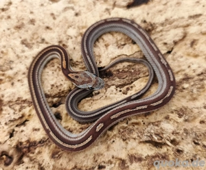 wunderschönes Kornnatterbaby Tessera Motley Weibchen abzugeben 