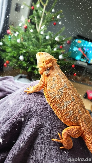 SUCHE Bartargamen Bock 