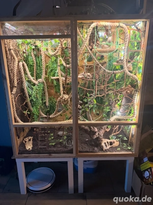 Jemenchamäleon mit Terrarium