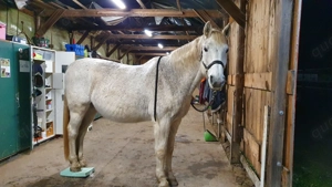 Springsattel Anatomic von Hintermayer, Sitzfläche 18''