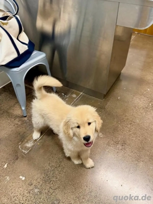 Golden Retriever-Welpen WhatsApp