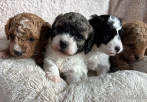 Bollipoo -Bolonka Pudel