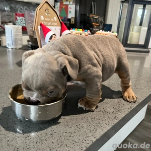 Englische Bulldogge Welpe