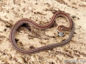 wunderschönes Kornnatterbaby Hypo Tessera Motley Männchen abzugeben 