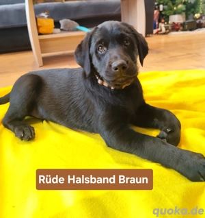 Labrador welpen suchen zuhause 