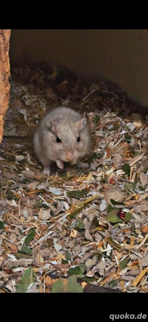 Neues Zuhause gesucht für 2 Rennmaus Jungs