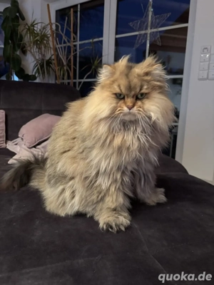 2 Katzen Britisch langhaar+kurzhaar 2Jahre alt