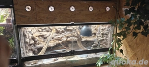 Terrarium mit 2.2 Hemidactylus imbricatus (Vipernschwanzgecko)