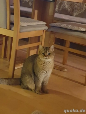 Katze Britisch kurzhaar 2 J. gechipt, kastriert