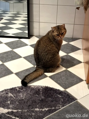 Katze Britisch kurzhaar 2 J. gechipt, kastriert Bild 3