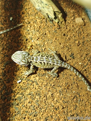 Junge Bartagamen Pogona vitticeps