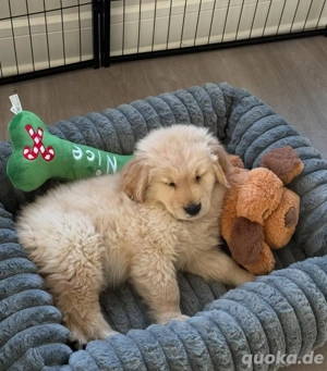 Bezaubernde Golden-Retriever-Welpen suchen ein neues Zuhause