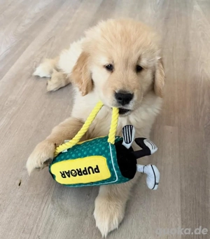 süßen Golden-Retriever-Welpen suchen ein liebevolles Zuhause!