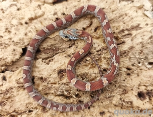 wunderschönes Kornnatterbaby Sunkissed Bloodred Weibchen abzugeben