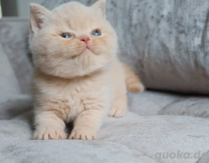 Weibliche Britisch-Kurzhaar-Kätzchen