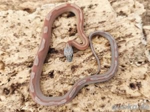 wunderschönes Kornatterbaby Hypo Sunkissed Bloodred Tessera Motley Männchen abzugeben 