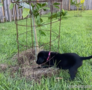 Erstaunlicher Labrador Retriever .