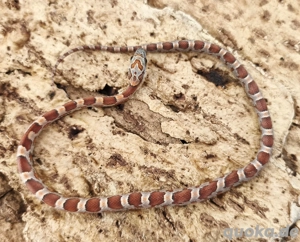 wunderschönes Kornnatterbaby Sunkissed Weibchen abzugeben 