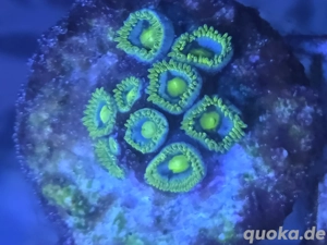 Krustenanemonen Zoanthus Blueberry Pie