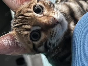 Süßer, verschmuster Bengal Kater sucht liebevolles Zuhause