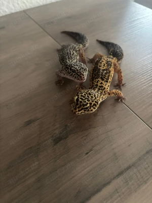 2 Leopardgeckos (weiblich)