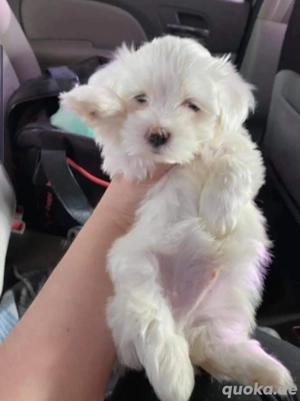 Malteserwelpe abzugeben.